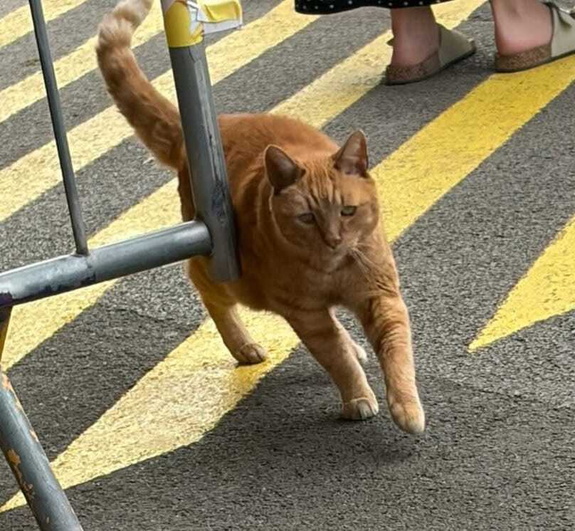 Brian The Cat at Taunton